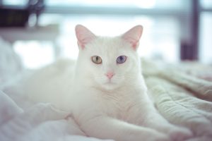 білий котик