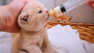 годування кошеняти