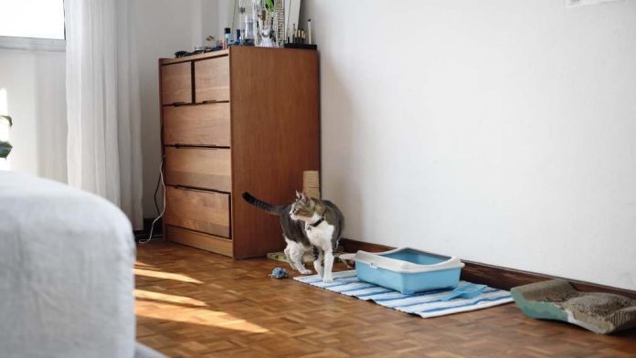 котик ходить в туалет