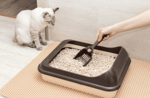 котячий туалет