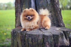 маленький померанський шпіц