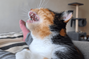 молочні котячі зуби