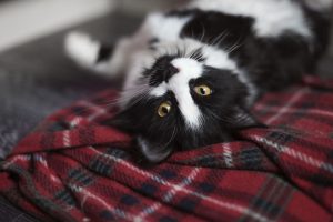 чорно біле кошеня