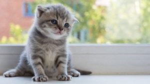 шотландець кошеня