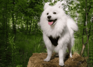 шпіц гуляє на природі