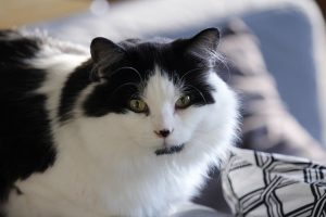 як назвати чорно білого кота