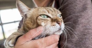 життя котів