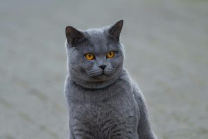 коти британці