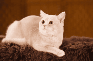 коти пороби британці
