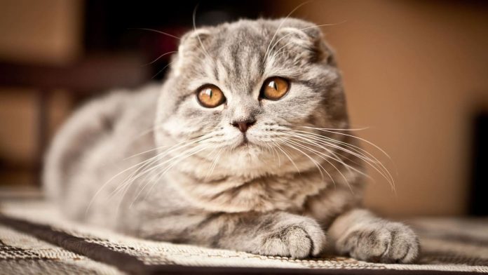 коти шотнландці скільки живуть