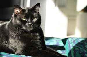 котусик дорослий