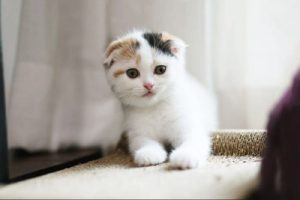 кошеня шотландець