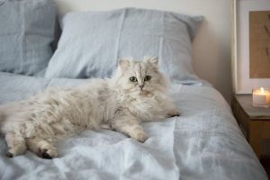 скільки років живуть коти