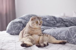 смішний кіт шотландець