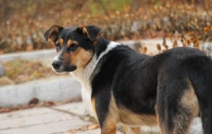 безпородний пес