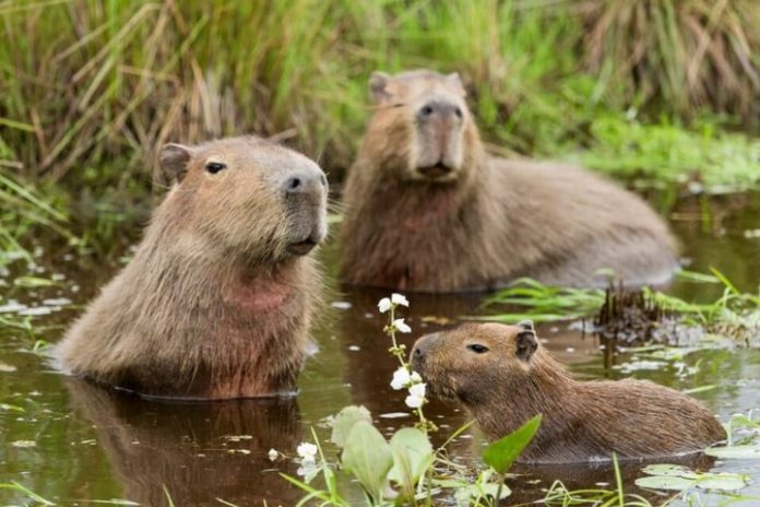 капібари живуть у воді