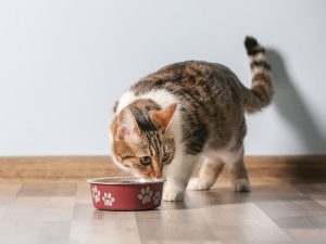 корм для котів з чутливим травленням