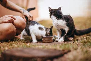 спеціалізоване харчування для котів