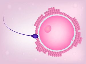 схематичне зображення процесу запліднення яйцеклітини