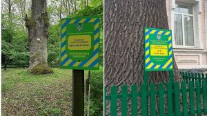 Які дерева не можна зрізати без дозволу