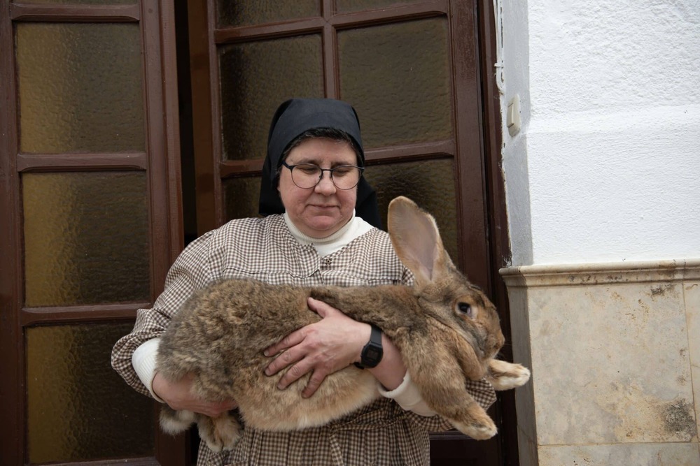 Які кролі вважаються велетнями